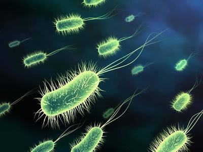 as-bacterias.jpg